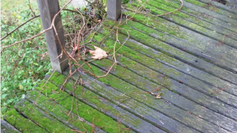 Comment éviter la formation de mousses et lichens sur une terrasse ?